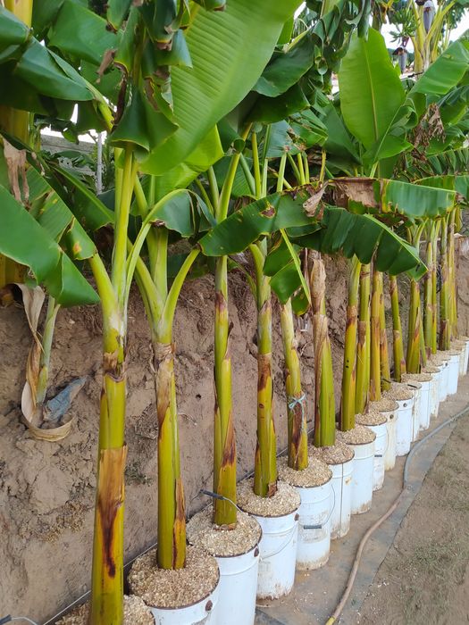 Bananeiras da Madeira envasadas enrraizadas