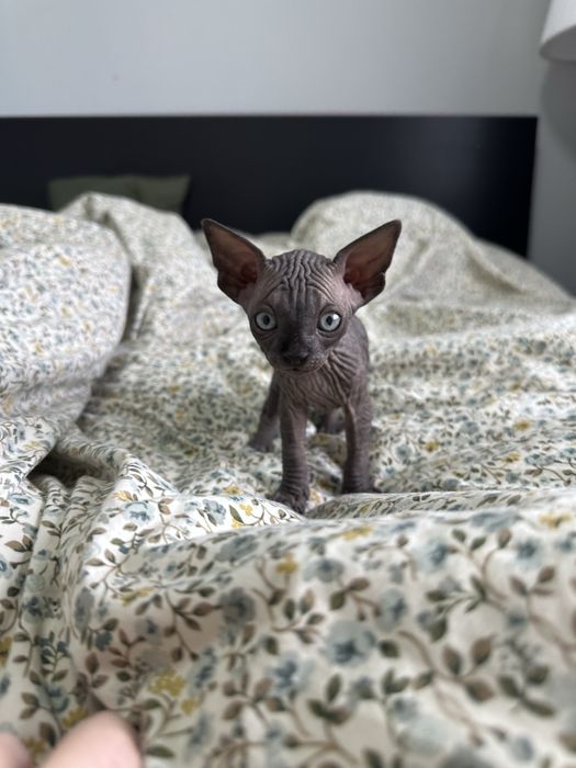 ELSA kotka sfinks kanadyjski czarny