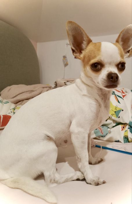 Chihuahua piesek