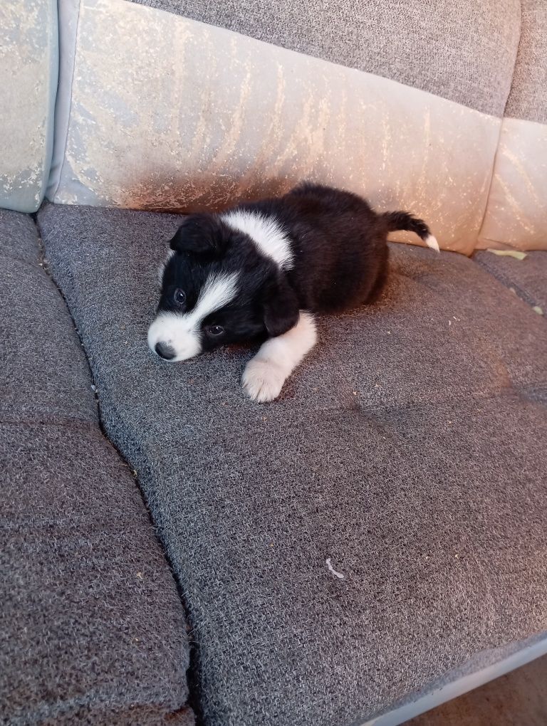 Piesek border collie
