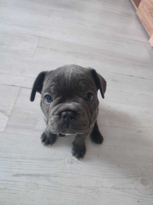 Buldogi francuskie