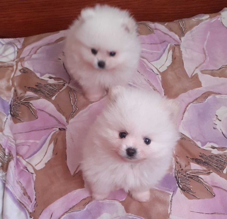 Мальчики белого окраса мини и стандарт