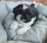 Piesek shihtzu czarno bialy