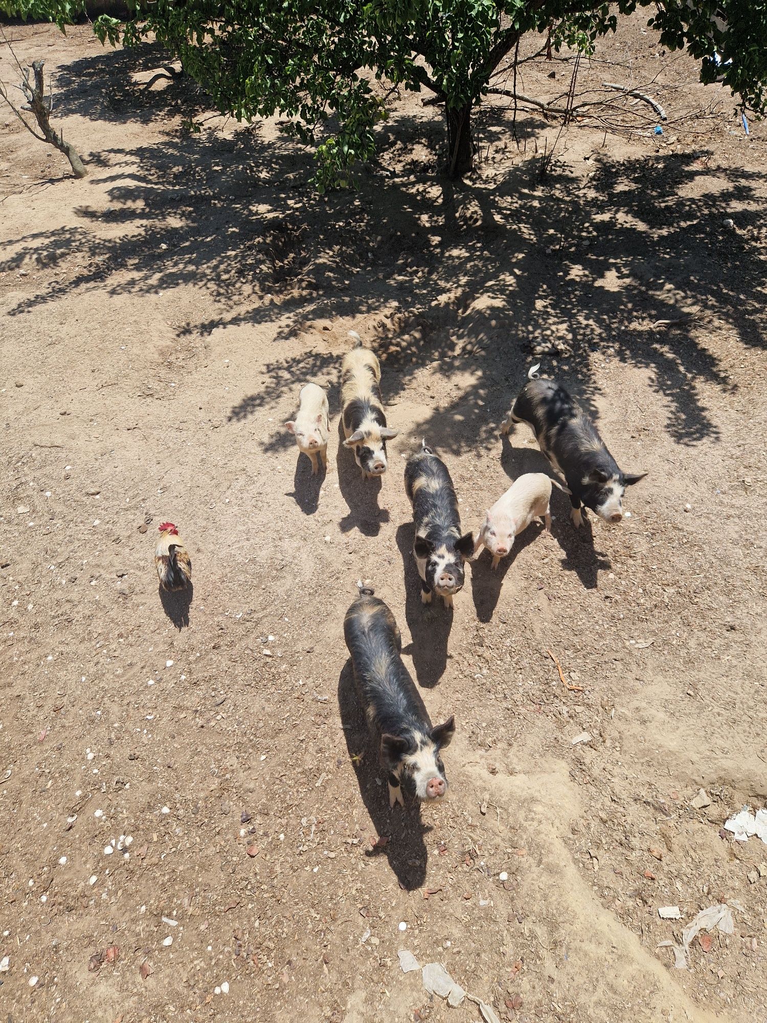 Porcos Kunekune, e mini pigs
