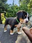 Entlebucher Szwajcarski piesek KOKO  do odbioru