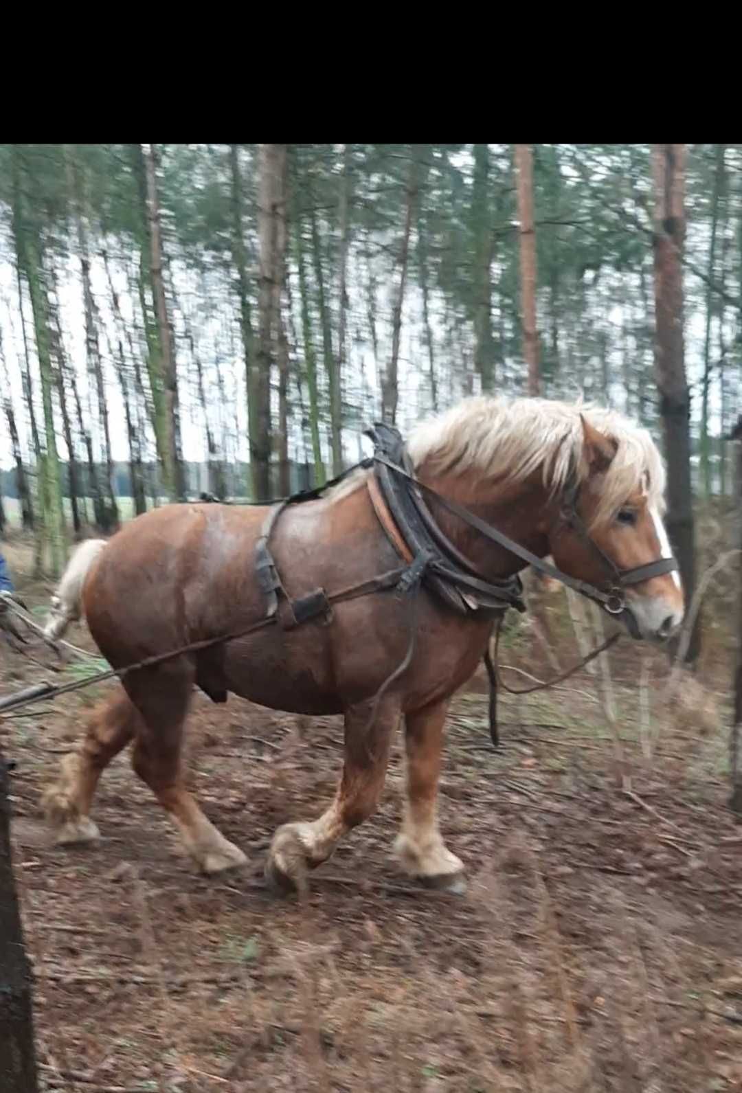 Sprzedam ogiera w typie sokólskim