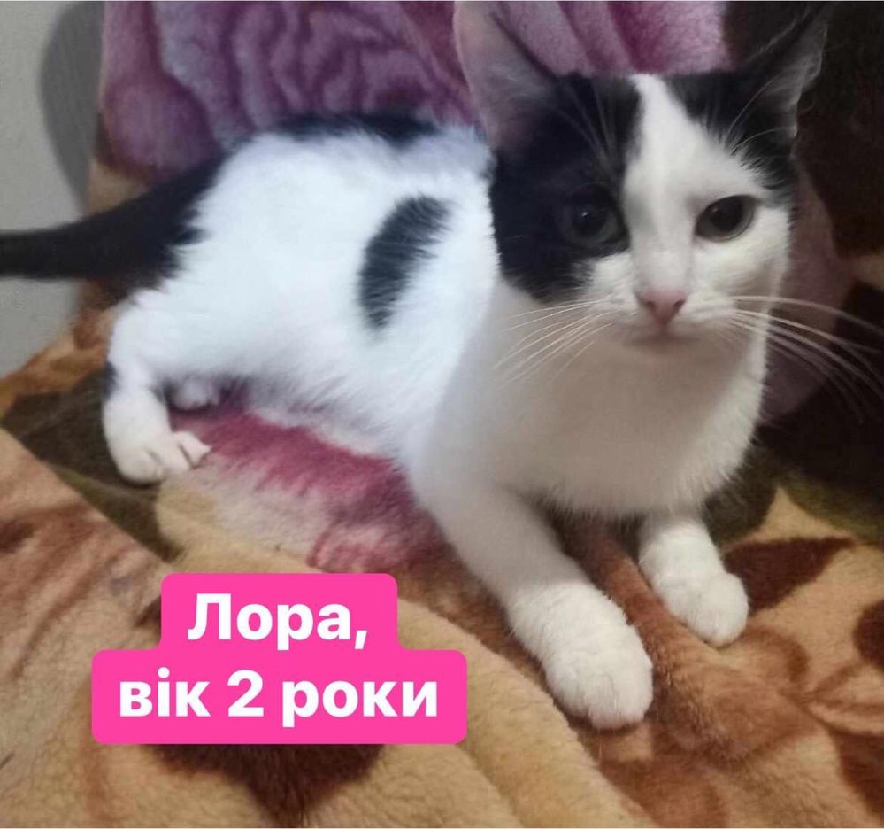 Дівчатка-киці шукають нові родини!