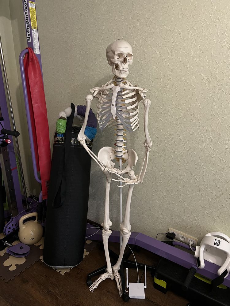 Велика модель скелета 181 см