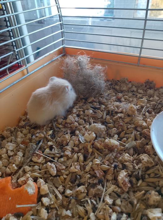 Джунгарские хомячки