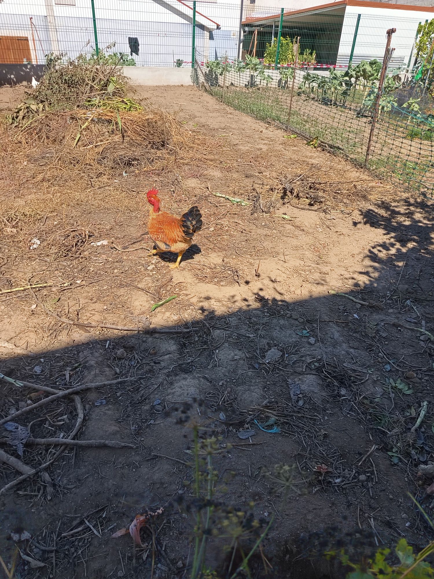 Animais de quinta