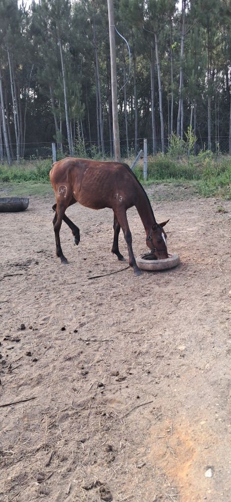 Vendo poldro lusitano com 11 meses