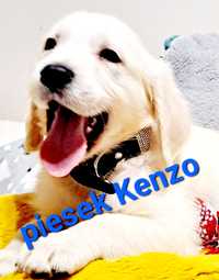 ŚLICZNY Kenzo !!!   Golden Retriever RODZICE BEZ DYSPLAZJI w hodowli