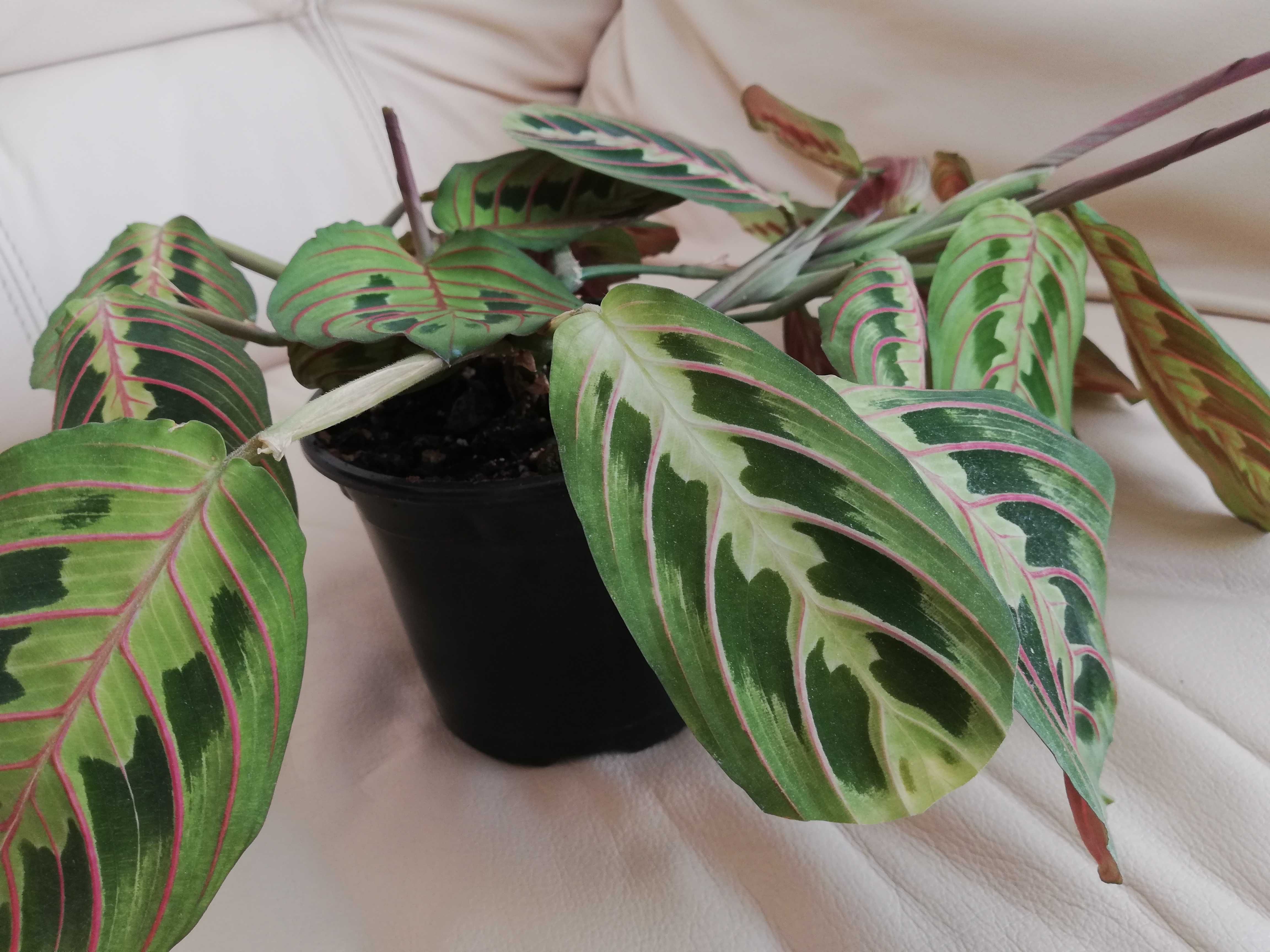 Maranta Leuconeura Fascinator Tricolor - dorosła roślina