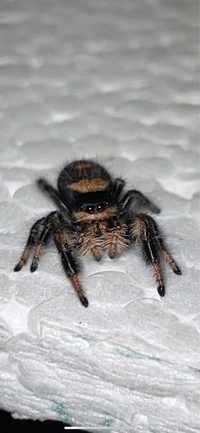 Phidippus regius Rastafari skakun skakuny