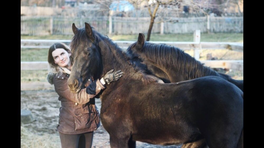 Фриз жеребята