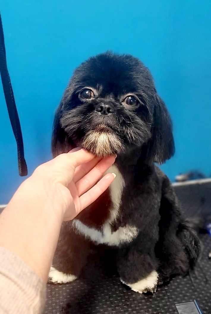 Shih TZU Reproduktor Kennel Club