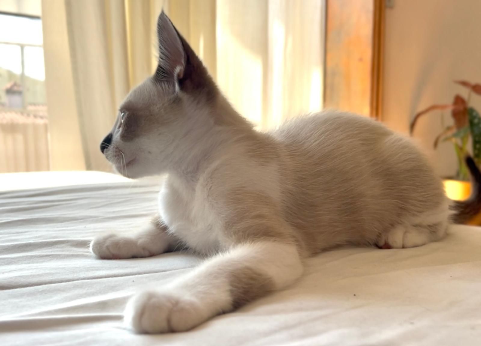 Gato para adoção responsável