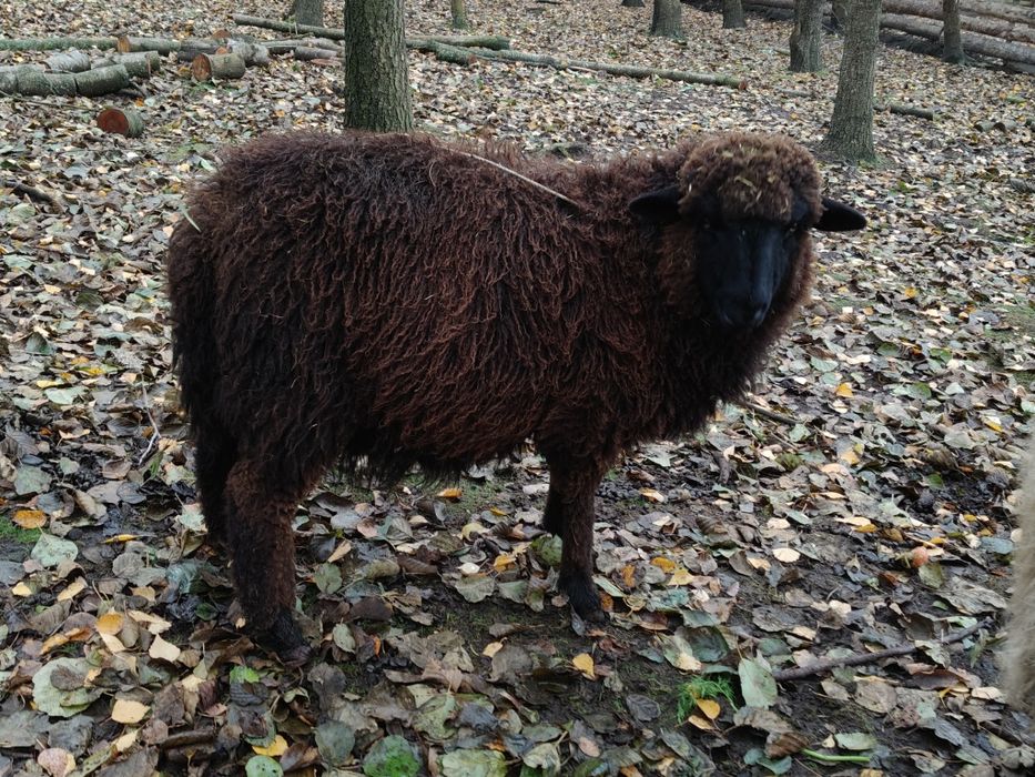 Owce,owieczki,baran