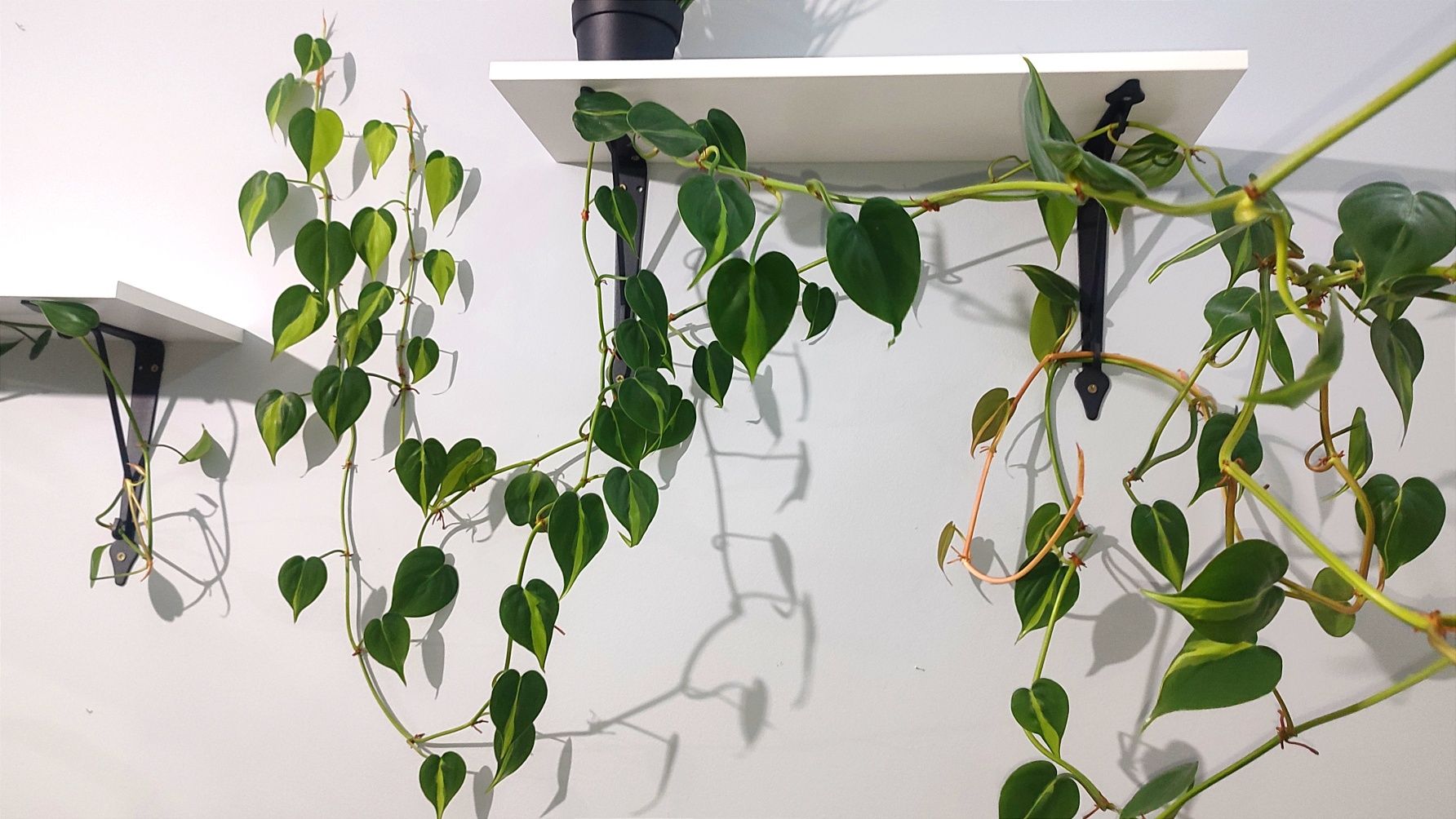 philodendron brasil 5m filodendron epipremnum scandens długie roślina