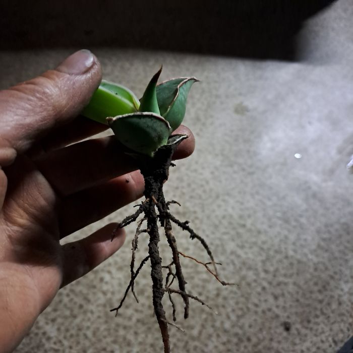 Сансевьера/Сансевиерия самурай  Фишери Голд флейм Мун шайн Цилиндрика