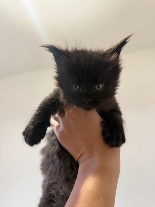 Maine coon kocięta kocurek -