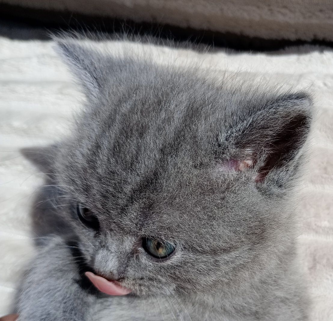 Kot brytyjski niebieski,czarny,cynamonowy, whiskas, pręgowany