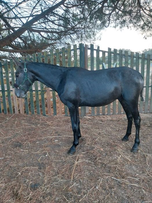 Poldro cruzado 20 meses