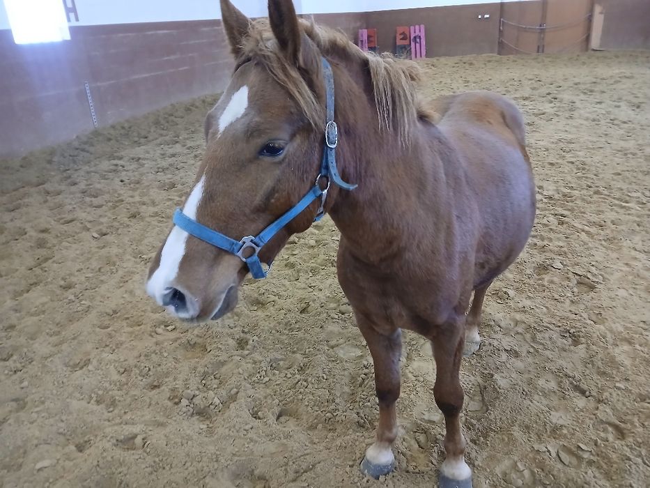 Wałaszek z 18.09.2023