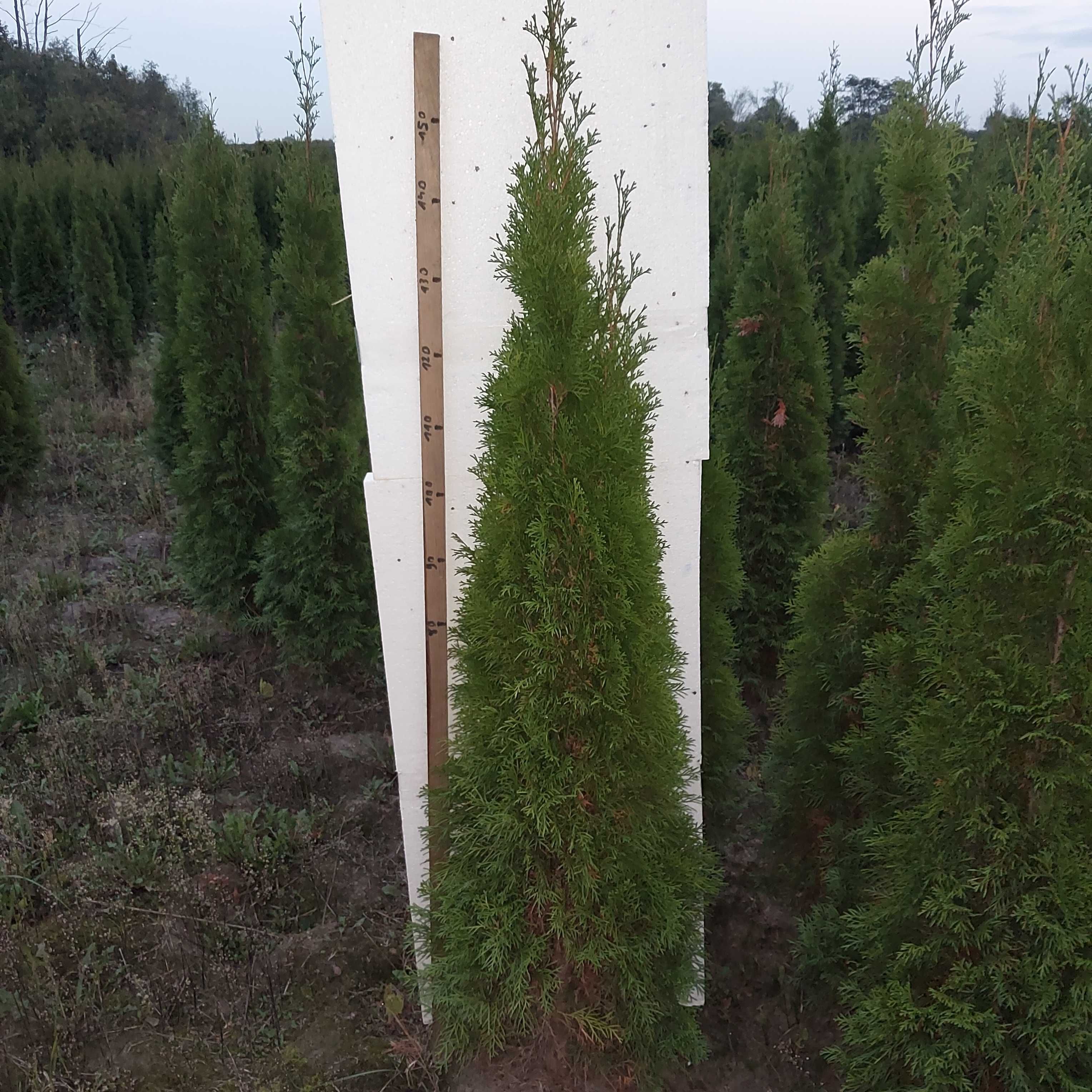 Tuja szmaragd 160/170 cm.