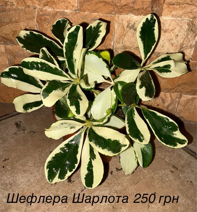 Кімнатні квіти варієгатні