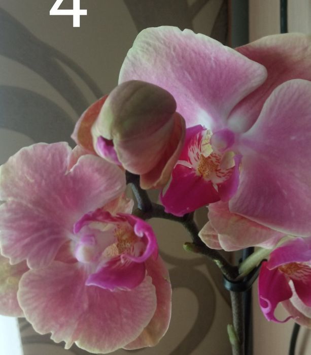 Орхідея фаленопсис