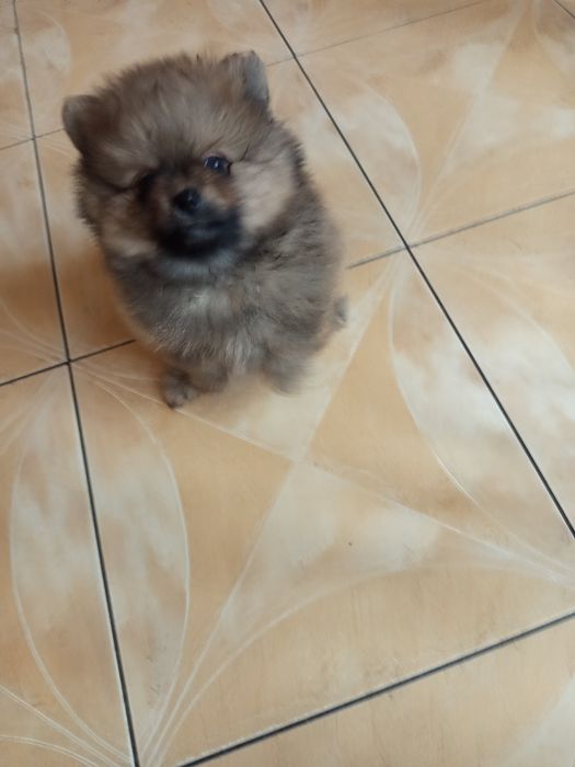 Szpic miniaturowy pomeranian