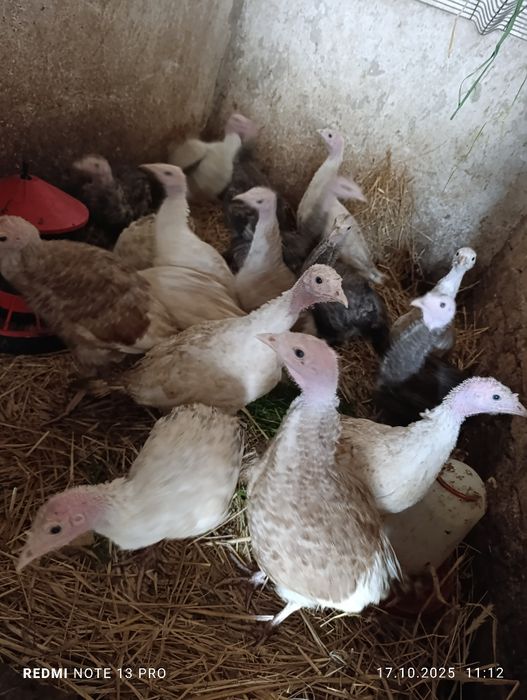 Młode odchowałe indyki