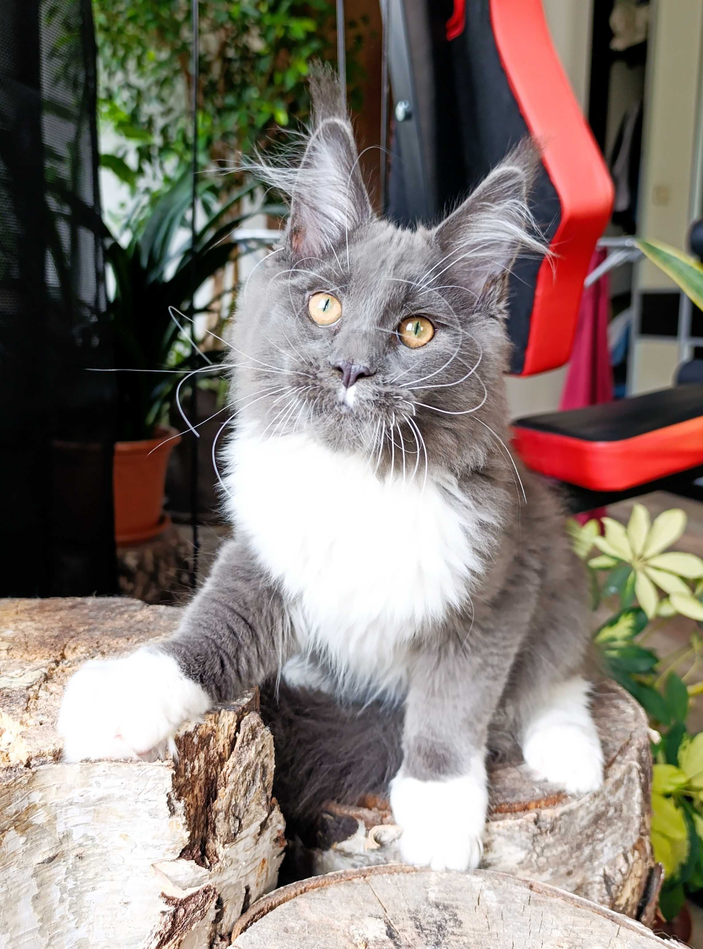 Niebiesko-biały mruczek Maine Coon - FPL