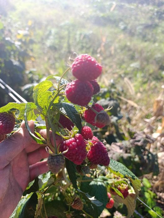 Maliny 10 zł/kg samozbiór Oława (20 minut od Wrocławia)