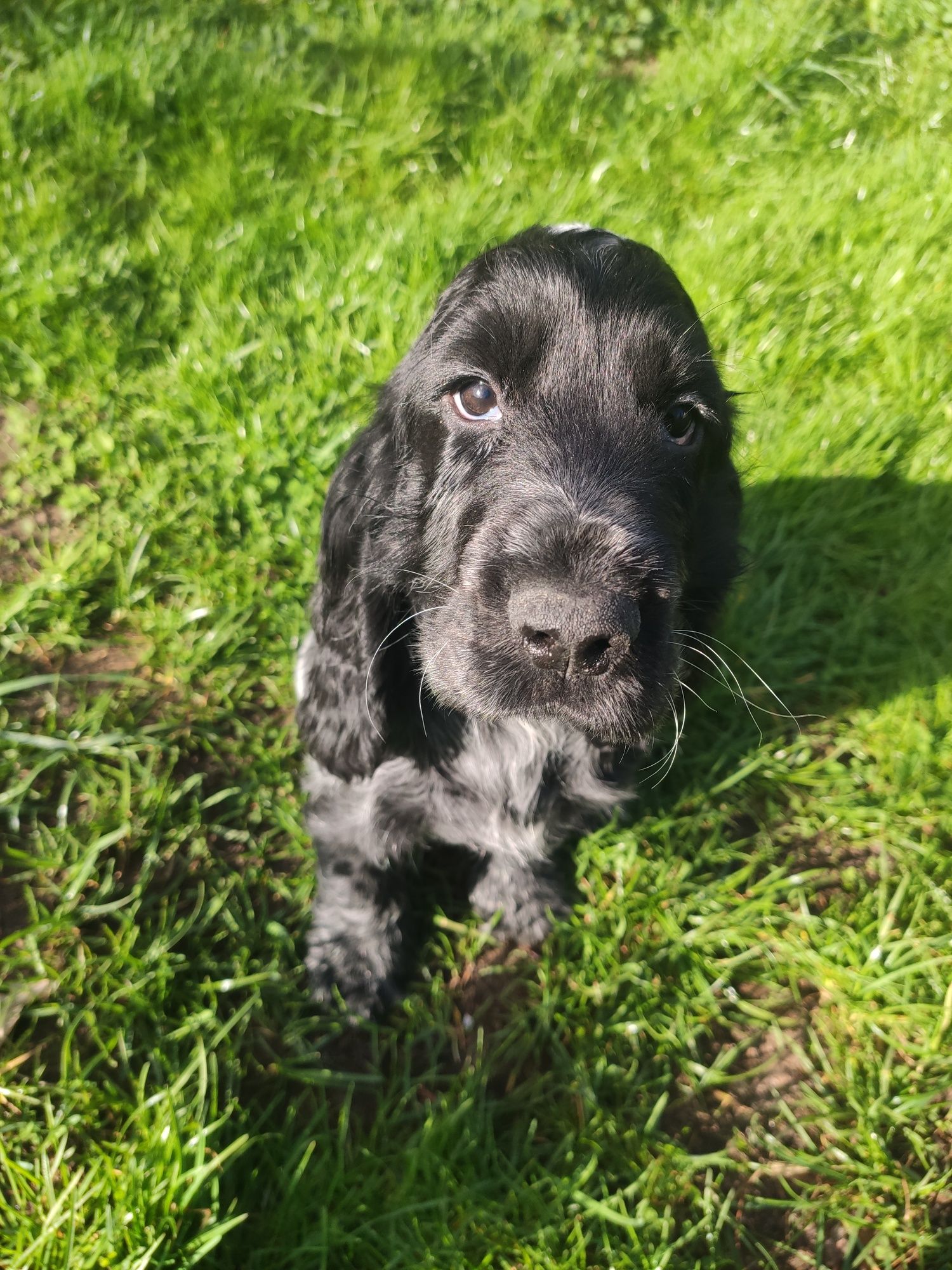 Cocker spaniel angielski samiec -rezerwacja do soboty