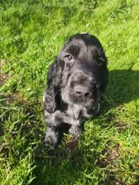 Cocker spaniel angielski samiec