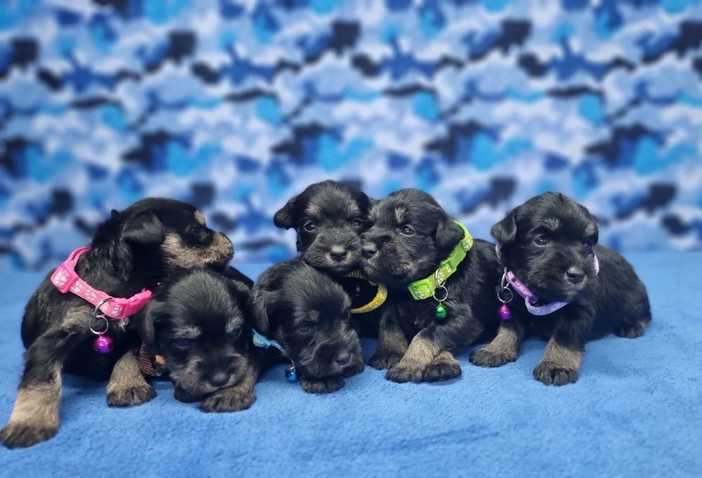 Цуценята цвергшнауцера