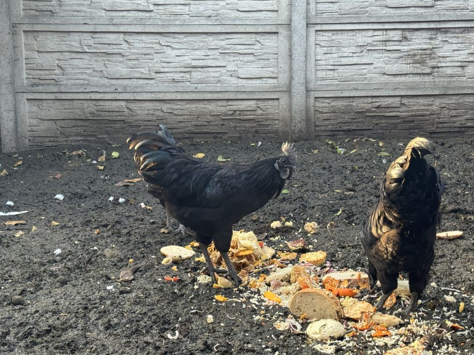 Koguty i kury AYAM CEMANI
