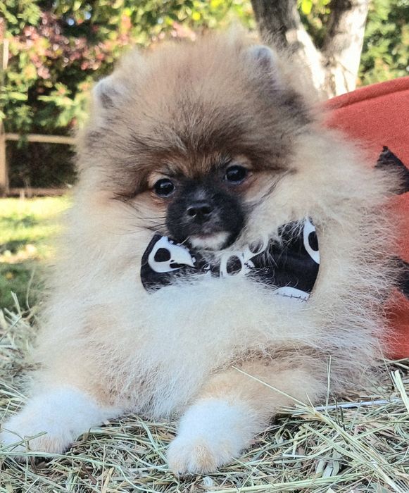 Ніжний хлопчик, 5 місяців, пітомнік