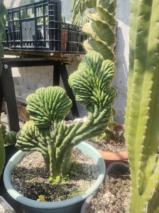 Cacto San Pedro cristata / crested