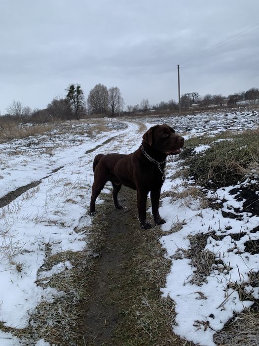 Злучка, вязка лабрадора