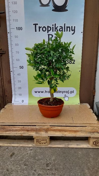 Limquat bonsai z owocami okolo 1 m cytrus ozdobny