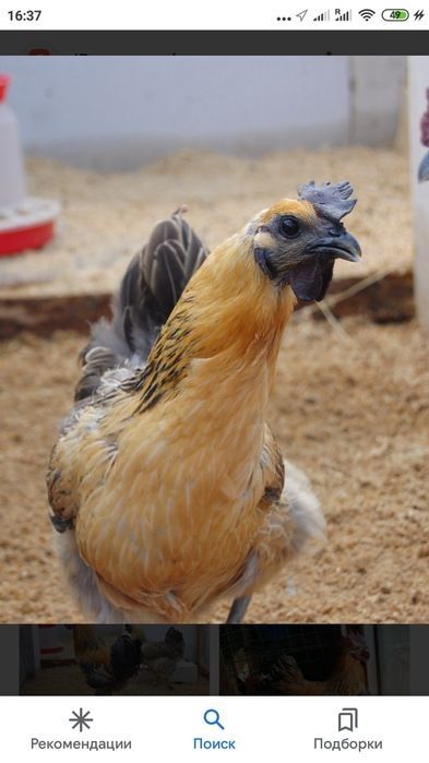 Продам инкубационное лечебное яйцо синь синь дянь, лакеданзи, ухейилюй