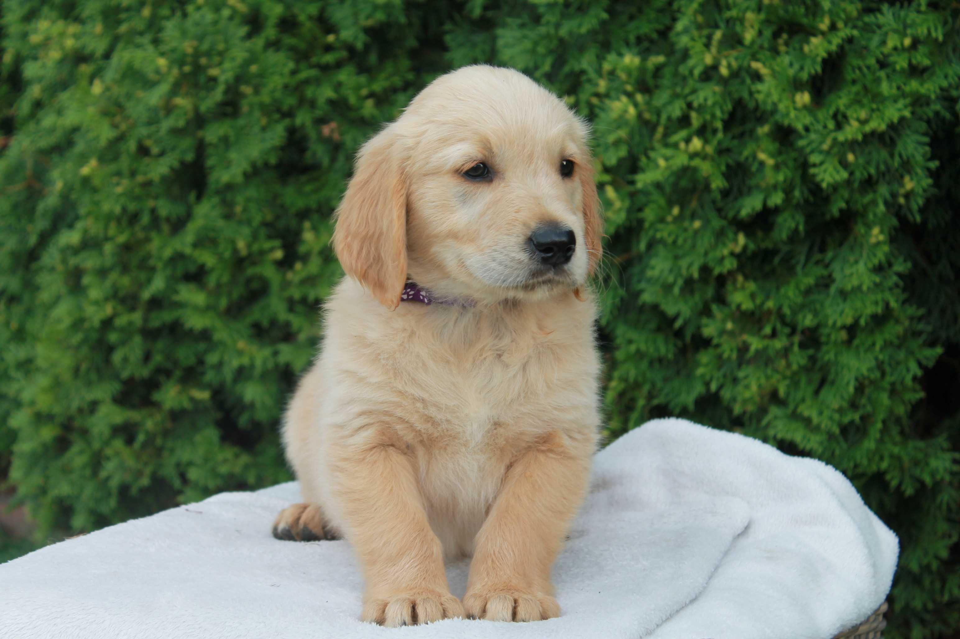 Piesek Golden Retriever złoty - gotowy do odbioru