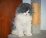 Scottish Fold Macho