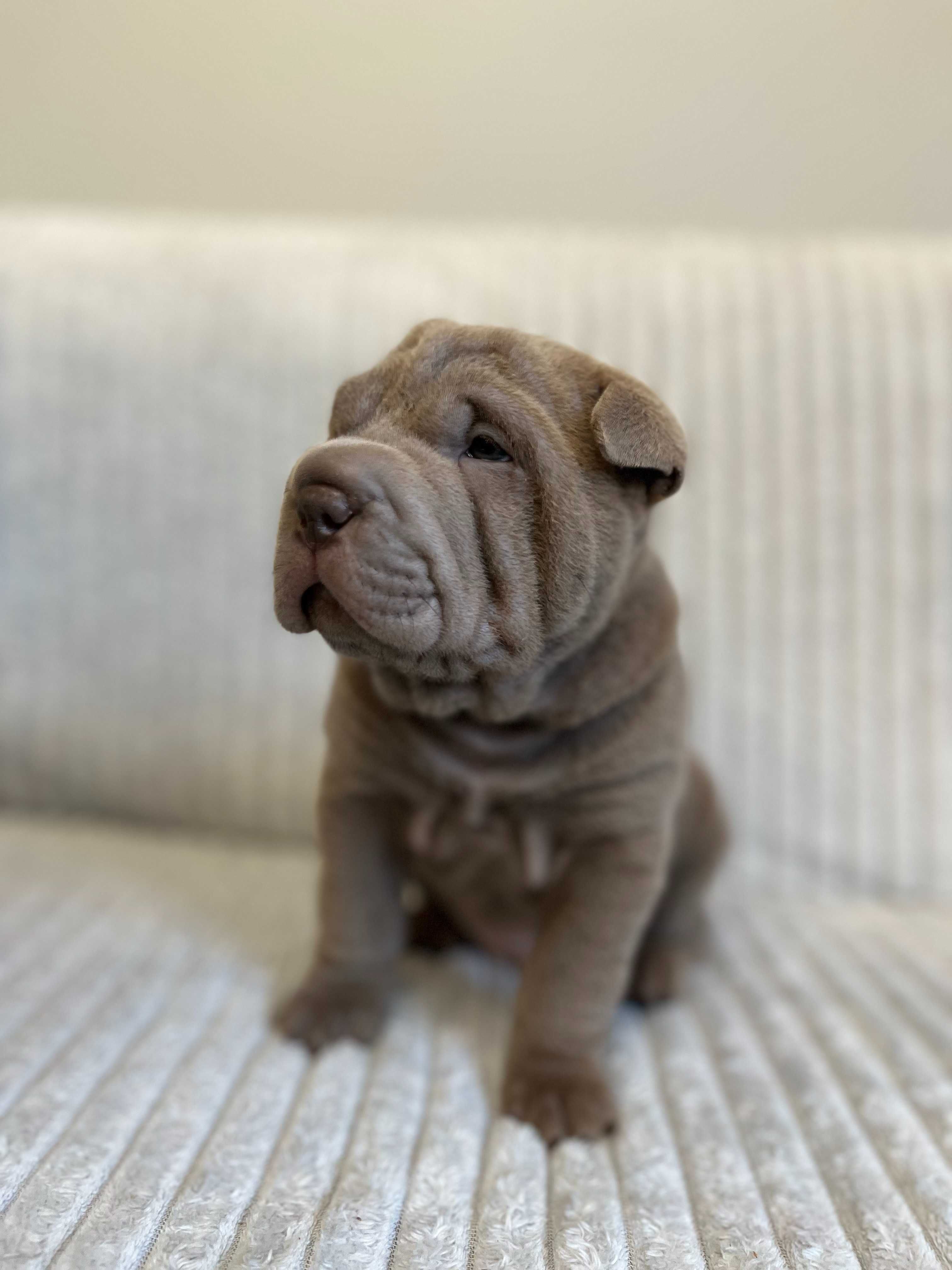 Szczeniak SHAR PEI ! Hodowla Fałdowce FCI