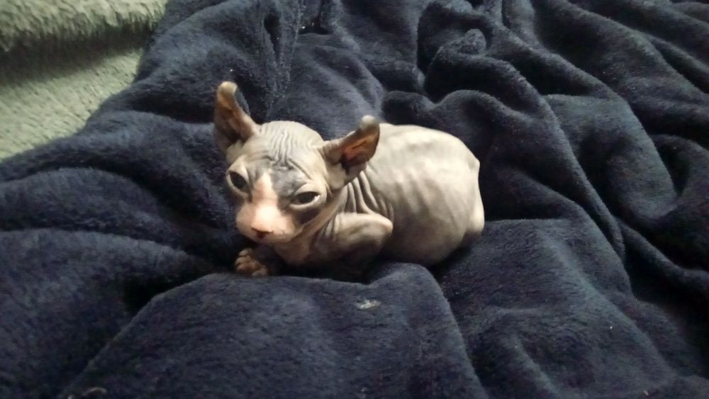 Канадский сфинкс