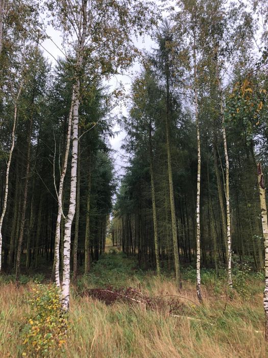 Sprzedam las 19,80 ha