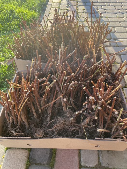 Саджанці малини Маравілла, ціна за 1 штуку